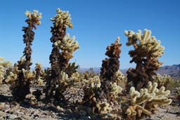 Joshua Tree, Cholla Cactus Garden.