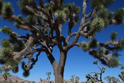 Yucca brevifolia.