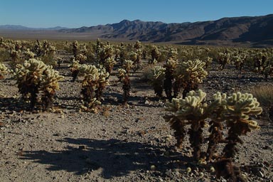 Cholla in Colorado desert.