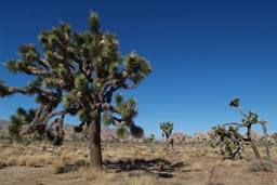 Yucca brevifolia, Mojave desert.