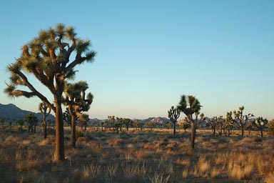 Joshua Trees.