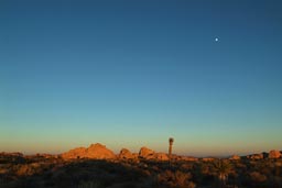 Dusk, desert, moon, Joshua Tree NP.