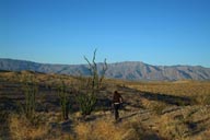 Ocotillo, plant, desert shrub near Borrego Springs.