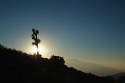 Sun sets behind lone Joshua Tree near Keys View.