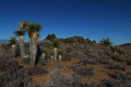 Yucca palm, Colorado desert.