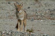 Coyote, Death Valley.