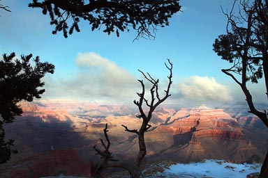 Trees, scrub, Grand Canyon.