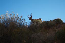 Mule Deer Grand Canyon.