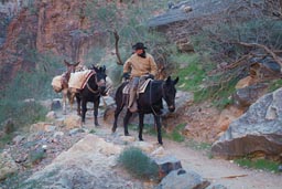 Mules go up Bright Angel Trail.