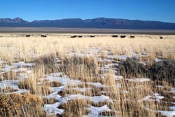 Cattle in valley in Nevada.