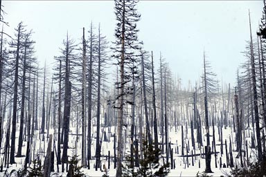 Snowy Cascades, Conifers.