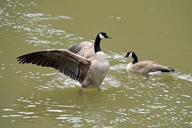 Wild ducks, Hells Canyon, Oregon/Idoha.