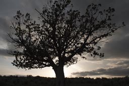 Dark tree against evening sun. Eastern Oregon.