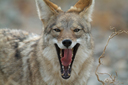 Coyote showing teeth.