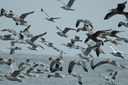 Flock of gulls.