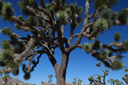 Yucca brevifolia.