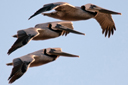 Pelicans like fighter jets.