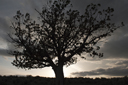 Dark tree against evening sun. Eastern Oregon.