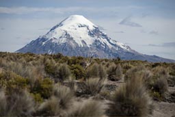 The morning after, an ostrich in front of hazy Sajama.