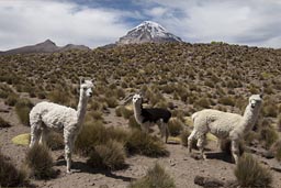 Alpacas and Volcan Sajama, Bolivia.