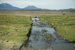 Wading on Altiplano.