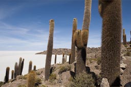 Incawasi island, Uyuni salt Lake, Bolivia, cacti.