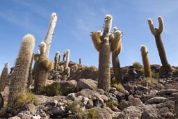 Incawasi, fish island in Salar de Uyuni, giant cacti.