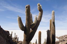 Giant cacti on Inca Huasi Island, Uyuni salt flats, Bolivia.