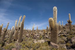 incawasi flora, Uyuni, Bolivia.