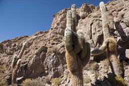 Cacti, morning, Bolivia near Uyuni.