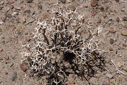 Little desert ground scrub, Bolvia altiplano..