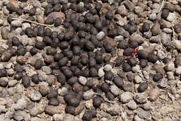 Llama or guanaco droppings.