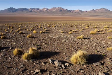 The altiplano, Bolivia.