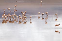 Flamingos, Laguna Colorada almost as pink, Bolivia.