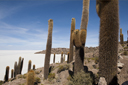 Incawasi island, Uyuni salt Lake, Bolivia, cacti.