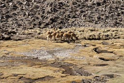 Vicunas, northern Chile.