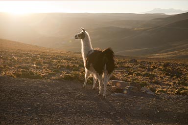 Llama and sun sets, high on 4,500m, Alto Plano, or Altiplano, Southern Peru on way to Puno.