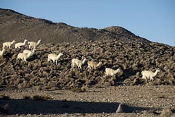 Llamas in Atacama.