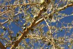 Edible fruit, San Pedro Atacama, Catarpe valley.