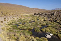 Stream on Chilean altiplano. Atacama.