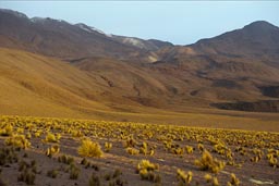 Chile Atacama, on way to gesers.