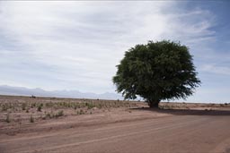 Atacama desert, better take that picture, might be last tree for a long time.
