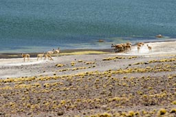 A the shore high up at 4,200m guanacos on Laguna Miniques.