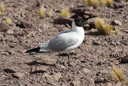 Andean gull on Laguna Miniques.