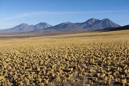 Yellow scrub, in volcano country, northern Chile.