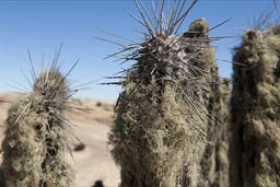 Cacti, spines, Las Lomitas desert, Chile.