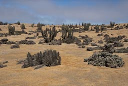 A few cacti and scrub in Las Lomitas desert.