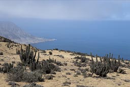 The coastal desert mountain range sees a special flora, due to fog and increased humidity. Chile.