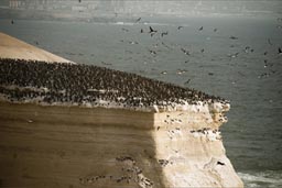 Bird colonies, La Portada.