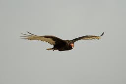 Vulture, La Portada cliffs.